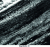 Figure 7 - Corrosive wear on engine valve seat. Oxidation by hot gases. Wear of the oxide layer generated by reaction with hot gases.