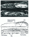 Figure 15 - Fatigue rupture