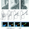 Figure 13 - The different stages of sawtooth chip generation from an experimental (QST (Quick Stop Test)), analytical and numerical point of view (from ).