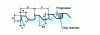 Figure 4 - Usual shape of the normal teeth of a spindle