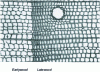 Figure 9 - Cross-section of a spruce tree at the boundary between earlywood and latewood. 