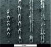 Figure 3 - Effect of laser power on the appearance of balling (316L SLM stainless steel sample) (from [2])