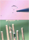 Figure 12 - A particle containing fissile atoms is sampled and deposited on a rhenium filament for TIMS analysis.