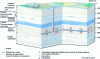 Figure 11 - Representation of transfer phenomena in the Callovo-Oxfordian