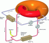 Figure 5 - Schematic diagram of a fusion reactor