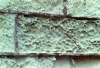 Figure 6 - Alveolization on a tufa wall (Château des ducs de Bretagne – Nantes, 2003)
