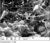 Figure 1 - Non-expanding primary ettringite needles in cement paste (scanning electron microscope)