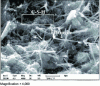 Figure 1 - Non-expanding primary ettringite needles in cement paste (scanning electron microscope) (Credit UGE)