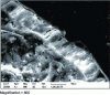 Figure 3 - Ettringite with expansive properties at the paste/aggregate interface (scanning electron microscope) (Credit UGE)