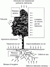 Figure 2 - Urban constraints on plants