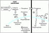 Figure 15 - Main stages of biological phosphate removal