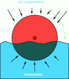 Figure 28 - Schematic diagram of a biological disk