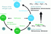 Figure 5 - Denitrification (Credit J.-F. Fortier, Aquaportail website)