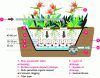 Figure 11 - Schematic diagram of a vertical flow planted filter – B (Credit Caribsan Project)