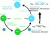 Figure 4 - Denitrification (Credit Fortier J.F.)