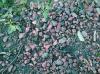 Figure 13 - Slag heap materials: mostly red shale (website Le pays minier du Nord-Pas-de-Calais)