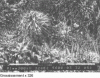 Figure 22 - Radiant ettringite needles resulting from attack on concrete, either by seawater or by a sulfate-rich environment (Crédit LCPC).