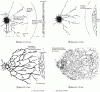 Figure 3 - Explosive action in a rock mass