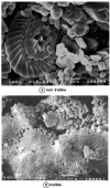 Figure 2 - SEM view of two types of lime-treated and untreated chalk (Credit Lhoist)