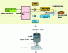 Figure 19 - Schematic diagram of foamed bitumen generation (credits Wirtgen and Fayat )