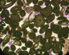 Figure 4 - Thin blade in oolitic limestone (× 50)