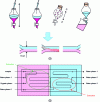 Figure 13 - Illustration of on-chip laboratory extraction operations