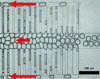 Figure 16 - Comb" micro-model for visualizing foam behavior in heterogeneous reservoirs, with the central channel representing a simplified fracture (reproduced with permission from Oil & Gas Science and Technology [116]).