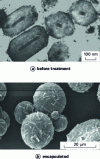 Figure 10 - Granulovirus before treatment (a) and encapsulated in an excipient
(b) using PGSS process [26]