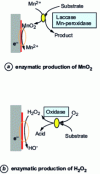 Figure 10 - Enzymatic models of oxidant production generating an increase in Ecorr [12]