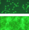 Figure 4 - Bacterial bioadhesion (top) and maturation of bacterial biofilms (bottom) [4].