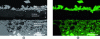 Figure 3 - (a) SEM images and (b) X-ray calcium mapping of a polished section of a concrete surface covered with a relatively water-permeable coating: precipitation of calcium carbonate crystals is visible on the surface of the coating, while the outer layer of the concrete is clearly decalcified.