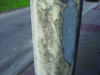Figure 21 - Glycerophthalic paint peeling from galvanized steel lamppost