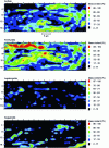 Figure 15 - Semi-quantitative maps of phase distribution in the corrosion products of a tie beam from Amiens Cathedral obtained by Raman micro-spectroscopy [52].