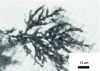 Figure 7 - Slow-propagating tree structure observed far from the initiating site in a polyethylene sample
