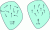 Figure 22 - Example of dipolar (or orientational) polarization in the presence of an electric field