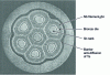 Figure 5 - Nb3Sn strand (φe = 0.765 mm, 2,856 filaments of 3.9 µm diameter) produced by the internal tin method (source: Alstom).