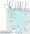 Figure 1 - The "family tree" of lithium generators ([35] and personal communication)