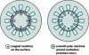 Figure 1 - Main structures of smooth-pole synchronous machines