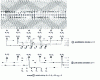 Figure 6 - Bipolar turboalternator: developed representation of a three-phase winding with shortened pitch (figure b; see tables  and  for example 1). 