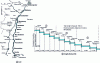 Figure 4 - Low falls: the Rhine