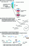 Figure 7 - Photocurrent generation in an organic solar cell based on a conjugated polymer (donor) and fullerene (C60) (acceptor) [12].