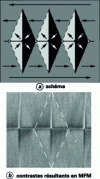 Figure 4 - Parrot-scale wall, substituting for a Néel wall separating two domains at 180˚, horizontal midline on the image (see figure  for imaging contrasts) (adapted from H. Joisten, J. Magn. Magn. Mater.)