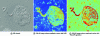 Figure 24 - Image of vorticella