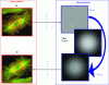 Figure 8 - Smoothing of a mitosis image (credits: Microscopy and Analysis journal)