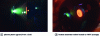 Figure 1 - Photographs of a plasma plume from a CuO target and a heated substrate holder