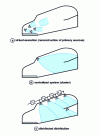 Figure 1 - Basic arrangements for a classical sound system