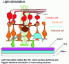 Figure 11 - Schematic representation of a P3HT film in contact with a degenerated retina (without photoreceptor) in vitro(adapted from [74])