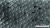 Figure 7 - Photoreceptors in the fovea (adapted from [48])