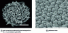 Figure 8 - Types of electrode coating viewed with a scanning electron microscope (SEM) (adapted from [61])