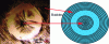 Figure 31 - Bubble propagation in the fiber volume (from edge to center)